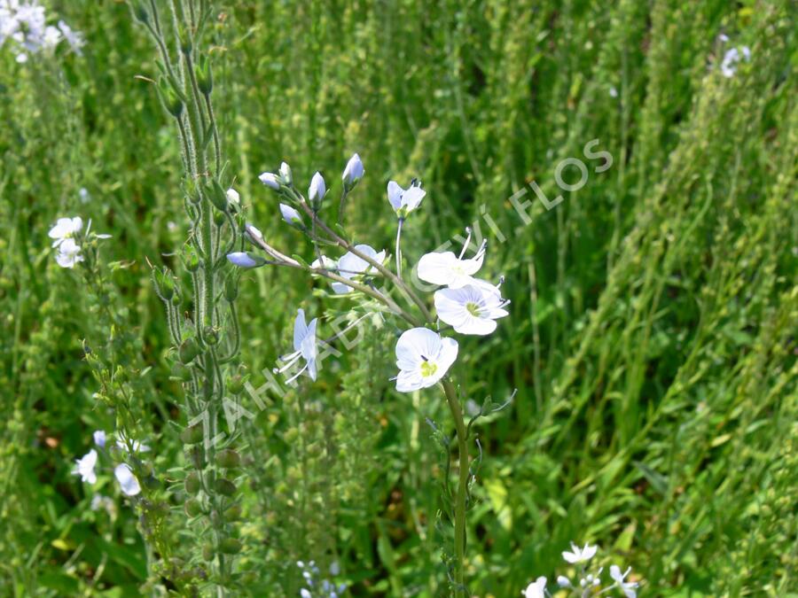 Rozrazil hořcovitý - Veronica gentianoides