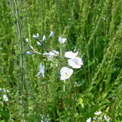 Rozrazil hořcovitý - Veronica gentianoides