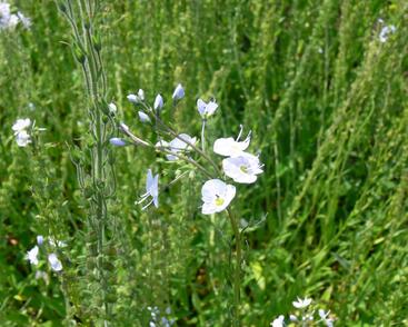 Rozrazil hořcovitý