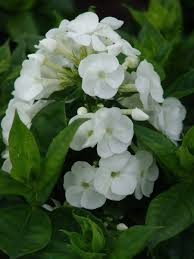 Plamenka latnatá 'Pina Colada' - Phlox paniculata 'Pina Colada'