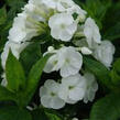 Plamenka latnatá 'Pina Colada' - Phlox paniculata 'Pina Colada'