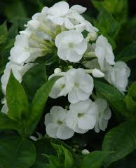 Plamenka latnatá 'Pina Colada' - Phlox paniculata 'Pina Colada'