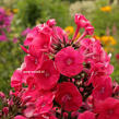 Plamenka latnatá 'Grenadine Dream' - Phlox paniculata 'Grenadine Dream'