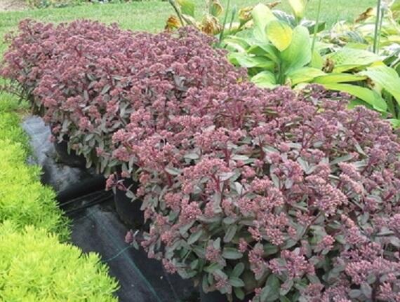 Rozchodník nachový 'Merida' - Sedum telephium 'Merida'