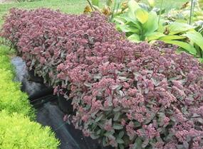 Rozchodník nachový 'Merida' - Sedum telephium 'Merida'