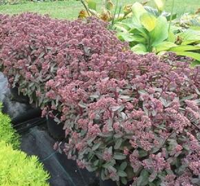 Rozchodník nachový 'Merida' - Sedum telephium 'Merida'