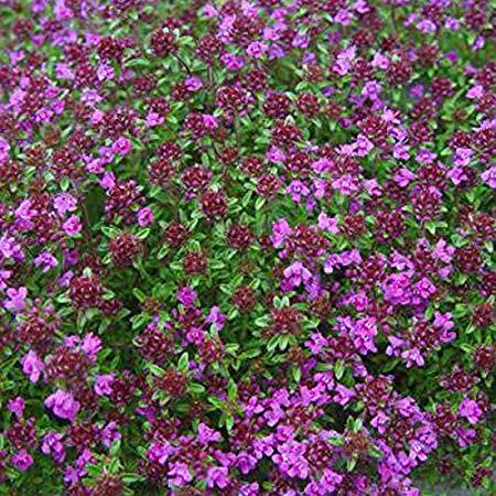 Mateřídouška časná 'Creeping Red' - Thymus praecox 'Creeping Red'