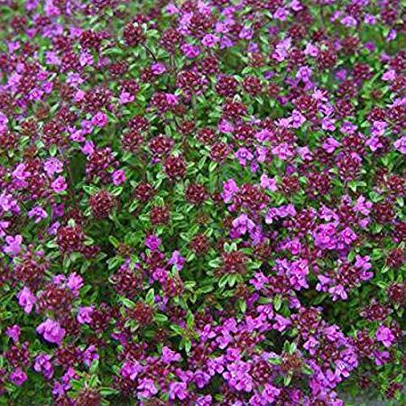 Mateřídouška časná 'Creeping Red' - Thymus praecox 'Creeping Red'