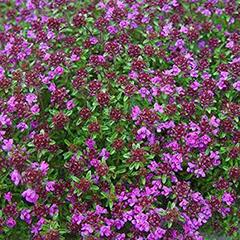 Mateřídouška časná 'Creeping Red' - Thymus praecox 'Creeping Red'