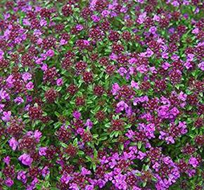 Mateřídouška časná 'Creeping Red' - Thymus praecox 'Creeping Red'