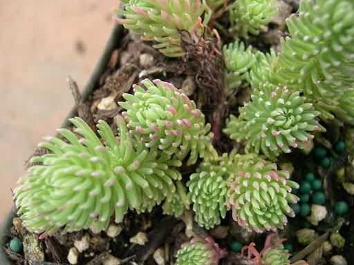 Rozchodník 'Elegans' - Sedum forsterianum 'Elegans'