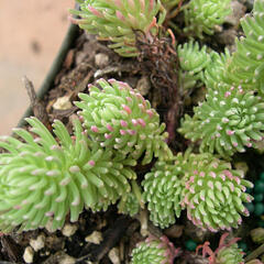 Rozchodník skalní 'Elegans' - Sedum forsterianum 'Elegans'