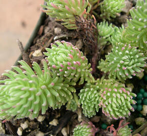 Rozchodník skalní 'Elegans' - Sedum forsterianum 'Elegans'