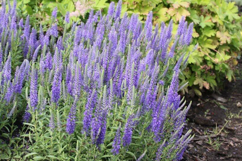 Rozrazil klasnatý nana 'Blauteppich' - Veronica spicata nana 'Blauteppich'