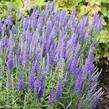 Rozrazil klasnatý nana 'Blauteppich' - Veronica spicata nana 'Blauteppich'