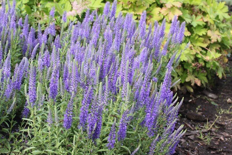 Rozrazil klasnatý nana 'Blauteppich' - Veronica spicata nana 'Blauteppich'