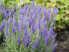 Rozrazil klasnatý nana 'Blauteppich' - Veronica spicata nana 'Blauteppich'