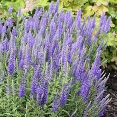 Rozrazil klasnatý nana 'Blauteppich' - Veronica spicata nana 'Blauteppich'