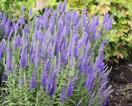 Rozrazil klasnatý nana 'Blauteppich'