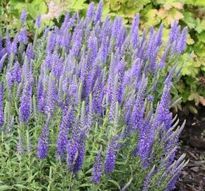 Rozrazil klasnatý nana 'Blauteppich' - Veronica spicata nana 'Blauteppich'