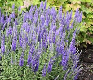 Rozrazil klasnatý nana 'Blauteppich' - Veronica spicata nana 'Blauteppich'