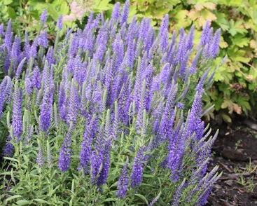 Rozrazil klasnatý nana 'Blauteppich'