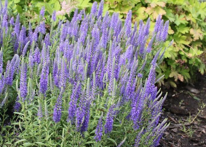 Rozrazil klasnatý nana 'Blauteppich' - Veronica spicata nana 'Blauteppich'