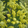 Zlatobýl kanadský 'Little Lemon' - Solidago canadensis 'Little Lemon'