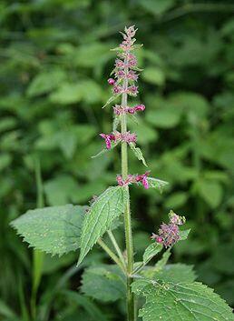 Čistec lesní - Stachys sylvatica