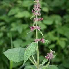 Čistec lesní - Stachys sylvatica