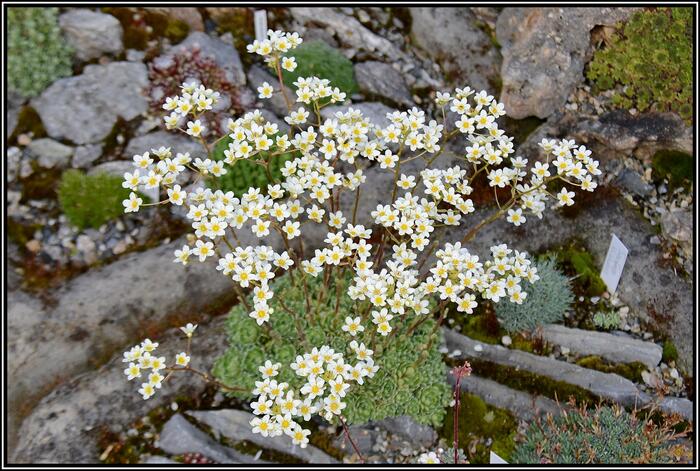Lomikámen vždyživý 'Minor' - Saxifraga paniculata 'Minor'