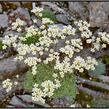 Lomikámen vždyživý 'Minor' - Saxifraga paniculata 'Minor'