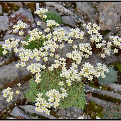 Lomikámen vždyživý 'Minor' - Saxifraga paniculata 'Minor'