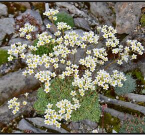 Lomikámen vždyživý 'Minor' - Saxifraga paniculata 'Minor'