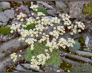 Lomikámen vždyživý 'Minor'