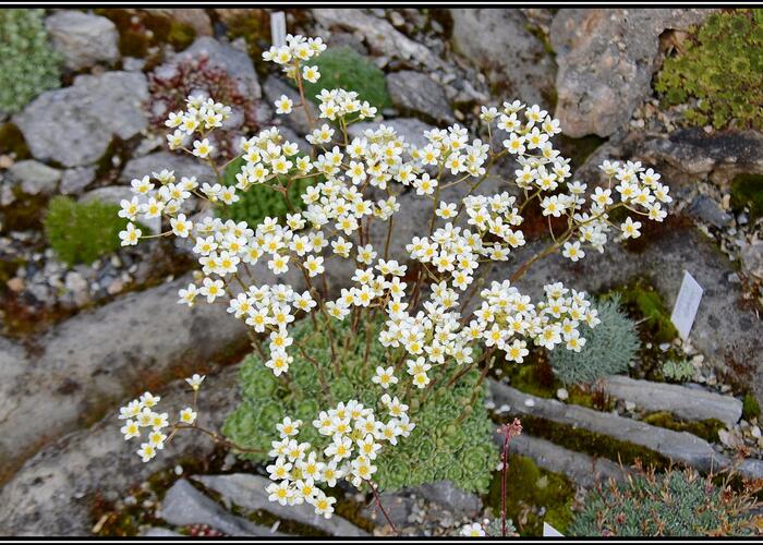 Lomikámen vždyživý 'Minor' - Saxifraga paniculata 'Minor'