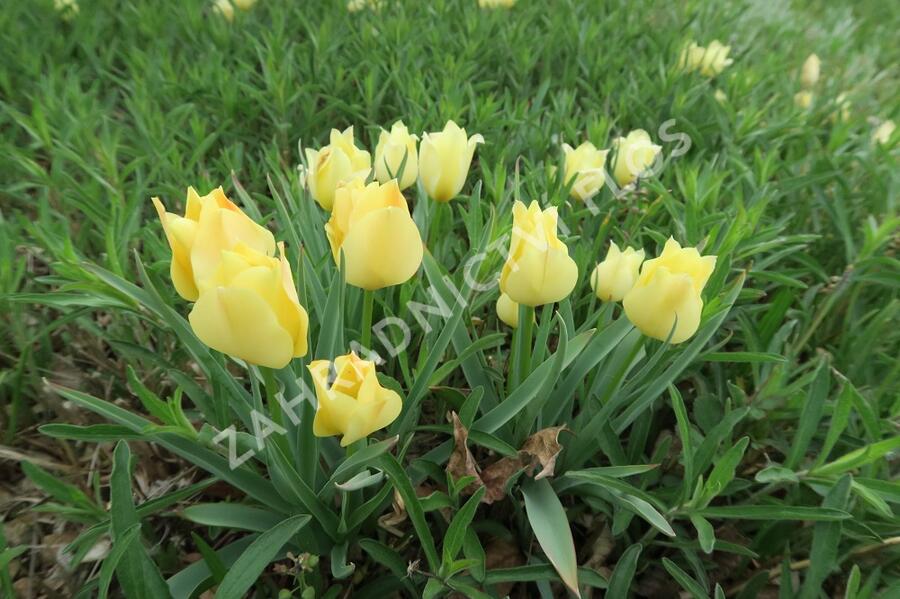 Tulipán botanický batalinii 'Bright Gem' - Tulipa batalinii 'Bright Gem'