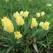 Tulipán botanický batalinii 'Bright Gem' - Tulipa batalinii 'Bright Gem'