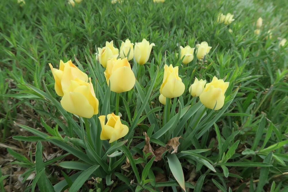 Tulipán botanický batalinii 'Bright Gem' - Tulipa batalinii 'Bright Gem'