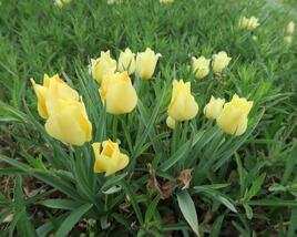 Tulipán botanický batalinii 'Bright Gem'