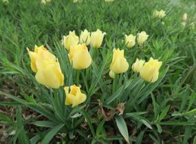 Tulipán botanický batalinii 'Bright Gem' - Tulipa batalinii 'Bright Gem'