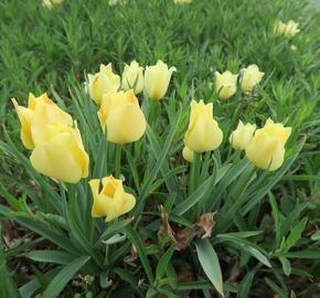 Tulipán botanický batalinii 'Bright Gem' - Tulipa batalinii 'Bright Gem'