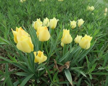 Tulipán botanický batalinii 'Bright Gem'