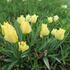 tulipan-botanicky-batalinii-bright-gem.jpg