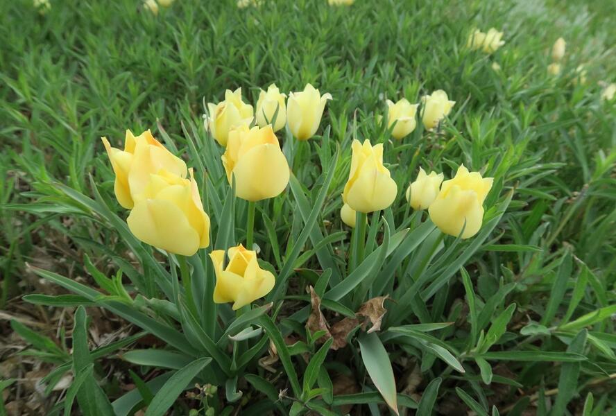 Tulipán botanický batalinii 'Bright Gem' - Tulipa batalinii 'Bright Gem'