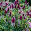 Jetel červenavý - Trifolium rubens