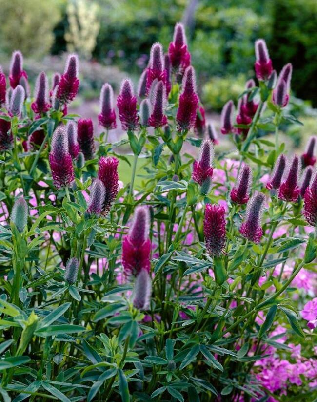 Jetel červenavý - Trifolium rubens