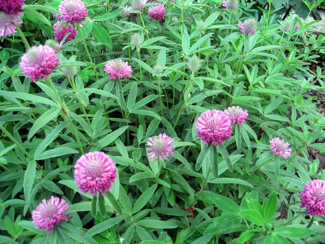 Jetel alpínský - Trifolium alpestre