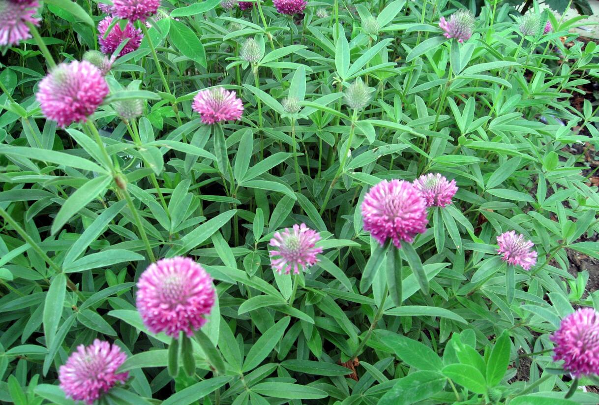 Jetel alpínský - Trifolium alpestre