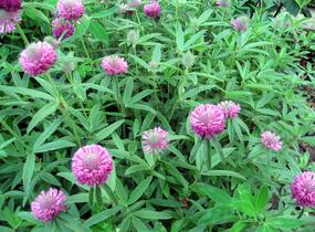 Jetel alpínský - Trifolium alpestre
